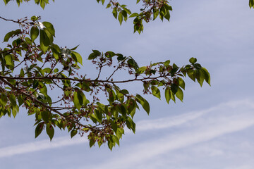 散り行くソメイヨシノ