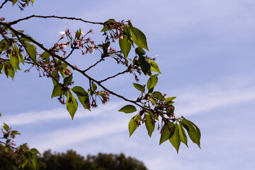 散り行くソメイヨシノ