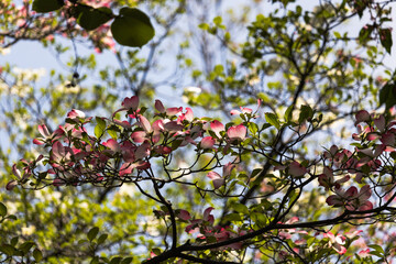 Obraz premium 赤い花