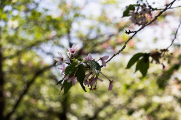 散り行くソメイヨシノ