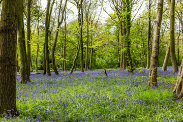 Blue Bells at Epping forest, Wanstead Park.