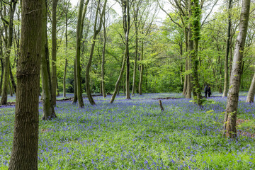 Blue Bells at Epping forest, Wanstead Park.