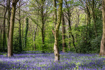 Blue Bells at Epping forest, Wanstead Park.