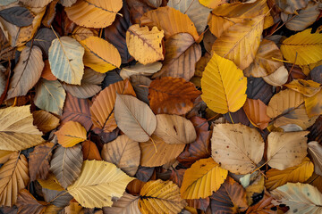 A carpet of fallen leaves in autumn hues creates a textured mosaic of seasonal change and natural decay