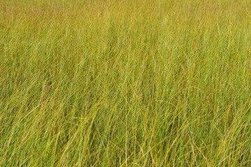 Grass with a yellow tinge. The beginning of autumn.