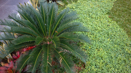 Cycas revoluta or sago palm is a species of gymnosperm in the family Cycadaceae, native to southern...
