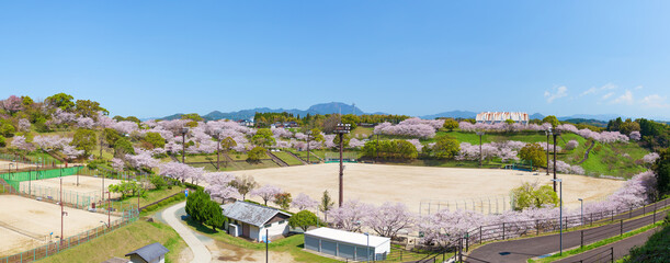 菊池公園の桜