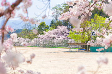 菊池公園の桜とグラウンド