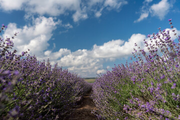 Fototapeta premium Lavender Blooms, a picturesque field of blooming lavender under a partly cloudy sky. Captured during the day, highlighting natural beauty and agricultural potential