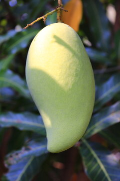 A close-up view of a leafy branch with a ripe, yellow fruit hanging from it, inviting you to explore the world of fresh, healthy produce grown in your own garden