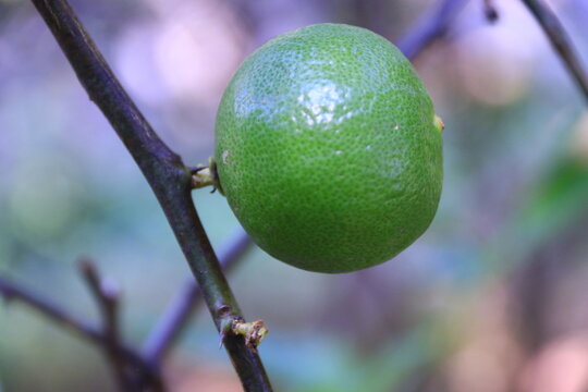 Fresh green apples hanging from a lush tree branch in a vibrant garden