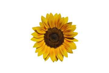 Obraz premium Sunflowers isolated on white background. Make clipping path.