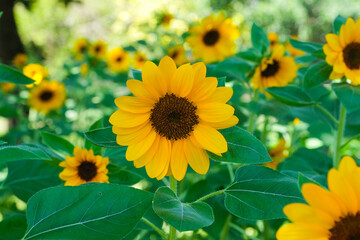 Fototapeta premium Sunflowers blooming in the park