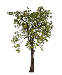 Obraz premium Green tree isolated on transparent background with clipping path, single tree with clipping path and alpha channel..