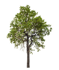 Green tree on transparent background with clipping path, single tree with clipping path and alpha channel
