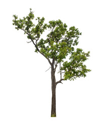 Obraz premium Green tree on transparent background with clipping path, single tree with clipping path and alpha channel