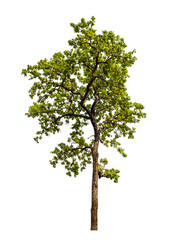 Obraz premium Green tree on transparent background with clipping path, single tree with clipping path and alpha channel
