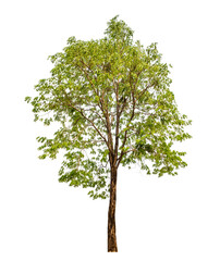 Fototapeta premium Green tree on transparent background with clipping path, single tree with clipping path and alpha channel