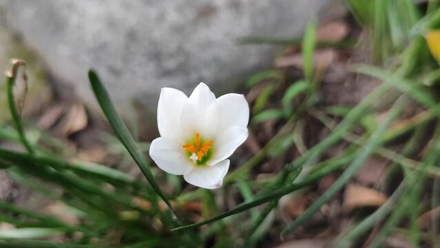 Beautiful white Crocus chrysanthus flowers blowing in the wind