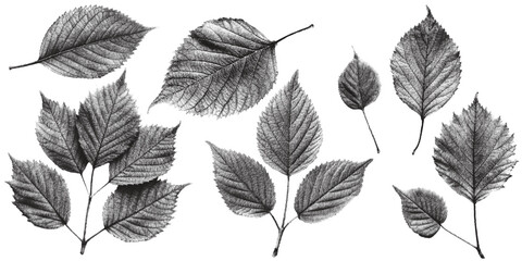 Set of leaves, old carved leaves leaf vector vintage illustration Leaf print.
