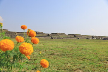 calendula flowers in teothiuacan mexico