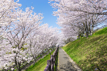 菊池公園の桜