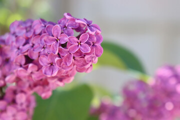 Lilac tree inflorescence.