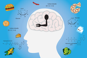Why do we get hungry? Hunger is controlled by the brain, which responds to what we eat.	