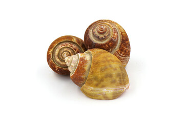 Roasted Sweet shellfish isolated on white background. Fresh seafood.