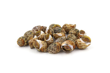 Roasted Sweet shellfish isolated on white background. Fresh seafood.