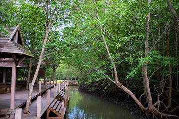 Fototapeta na wymiar Wooden Thai pavilion waterfront in Crabapple Mangrove of Mangrove Forest in Thailand