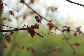 spring tree