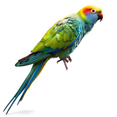 Fototapeta premium Fullbody Transparent image, of a Parakeet with vivid colors, and striking Features Ai generative 
