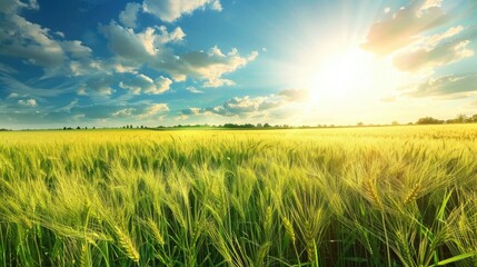 Sunny day in a field of green wheat