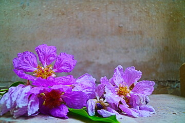 Purple flowers with earth wall 