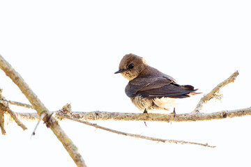 A northern rough-winged swallow (Stelgidopteryx serripennis) in southwest Florida. Check species ID with an expert if accuracy is important for your project.