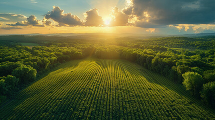 Aerial-style image showing vast agricultural lands, once dense forests, now endless crop rows under a vast sky, highlighting deforestation due to farming expansion. - Powered by Adobe