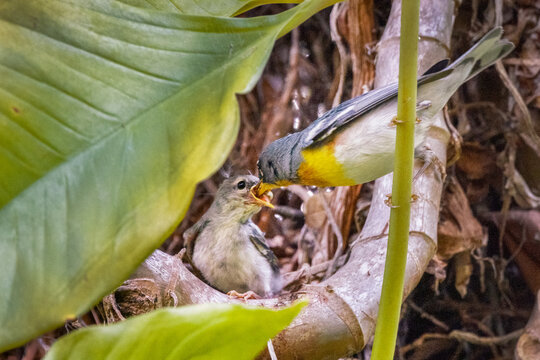A northern parula (Setophaga americana), a small and adorable bird, feeds its baby during spring in southwest Florida