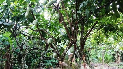 During the productive period, cocoa pods produce quite a lot of fruit if care is taken and pruning...