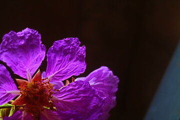 Closeup of purple flower