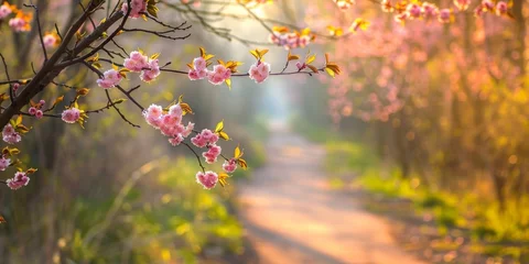 Schilderijen op glas Spring blossoms on branches with a blurred forest pathway © Minh Do