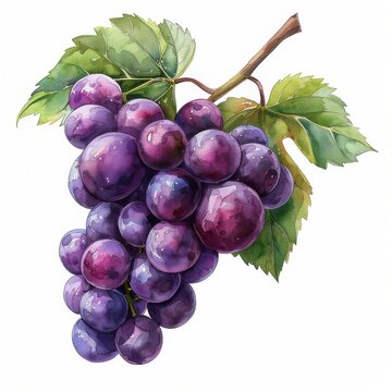 A close up of a bunch of purple grapes