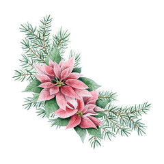 Christmas floral corner composition with poinsettia flowers and fir tree branches watercolor illustration isolated on white. Hand drawn winter plants for holiday season, greeting banners and cards