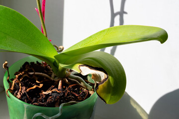 An orchid leaf is damaged by fungal disease or sunburn. Bacterial and fungal diseases affecting...