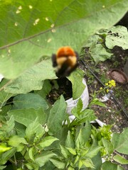 nature,insects,bug,plant,green,hill,