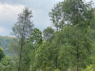 Fototapeta premium nature,insects,bug,plant,green,hill,