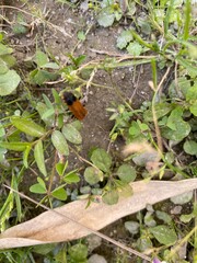 nature,insects,bug,plant,green,hill,