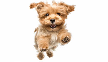 Jumping little cheerful dog isolated on white background