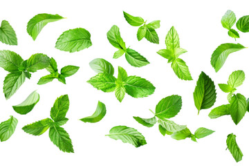 Green Peppermint leaves flying and falling isolated on background, tropical leaf for border element, fresh natural foliage, organic herbal in form of wave and swirl.