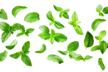 Green Peppermint leaves flying and falling isolated on background, tropical leaf for border element, fresh natural foliage, organic herbal in form of wave and swirl.